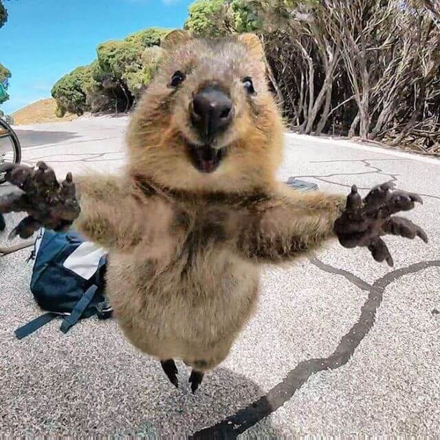 A quokka leaping with joy